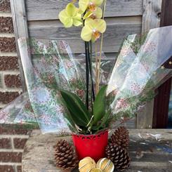 Festive Orchid Plant - Available in Yellow, White &amp; Pink